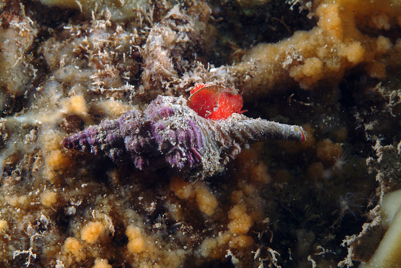 Fusinus rostratus
